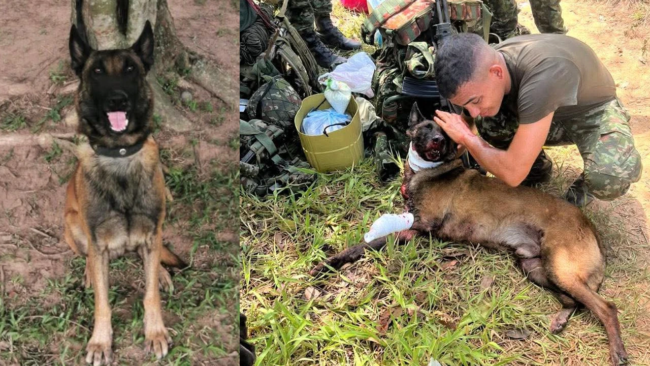 PerritoEjercito