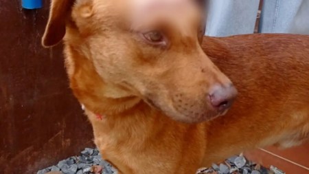 Un año de cárcel por lesionar al perrito de su vecina en Medellín Un año de cárcel por lesionar al perrito de su vecina en Medellín