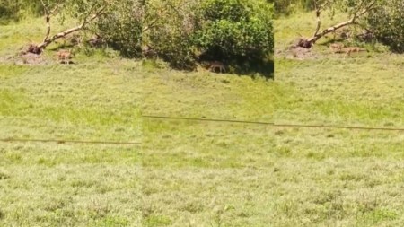 ¡Hermosos! Se registró el avistamiento de una pareja de venados en Puerto Triunfo Venados-Puerto-Triunfo