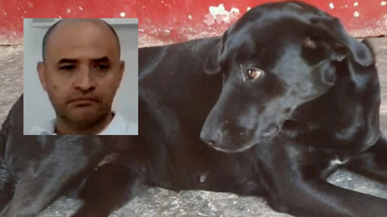 Judicializan a veterinario de Itagüí que aplicó eutanasia injustificada a Alma, una perrita en estado de gestación Veterinario