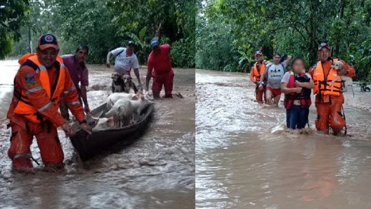 atencion-animales-tras-emergencias-reportadas-colombia1