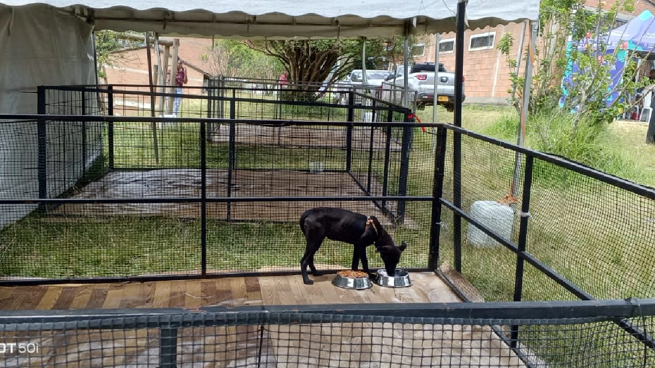 atencion-animales-tras-emergencias-reportadas-colombia4
