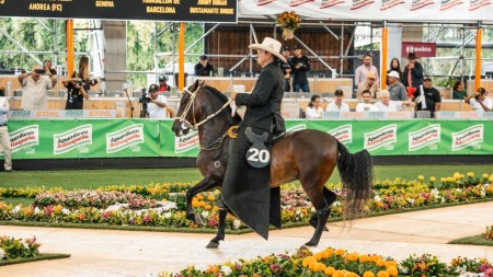 ¡Puro caballo Criollo Colombiano! Llega la 66ª Expointernacional Equina - Feria de las Flores a Rionegro