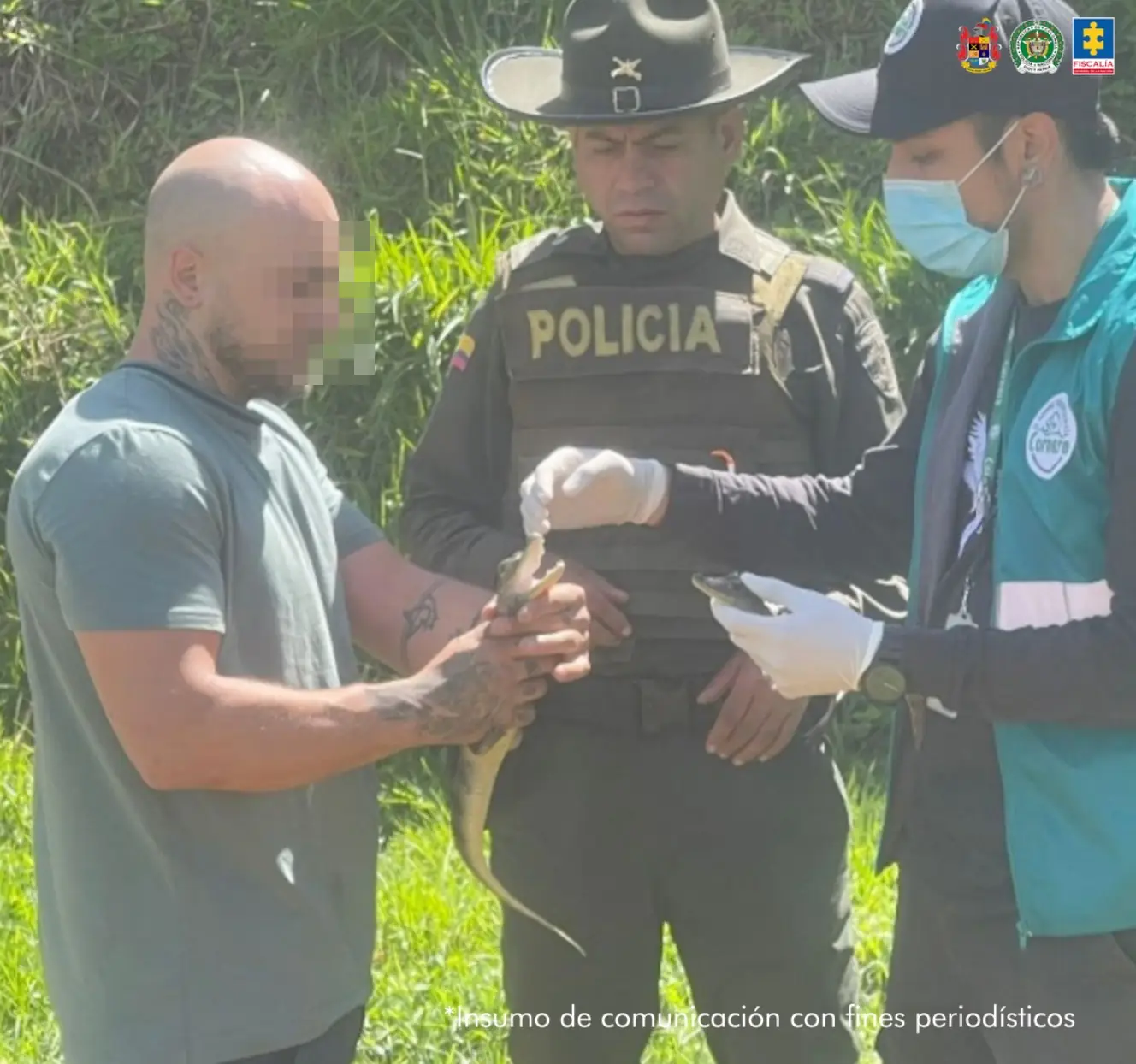 Hallaron 27 perros, babillas y boas en vivienda de Antioquia: su dueño fue capturado