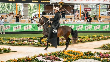 feria-expointernacional-equina-feria-flores-caballo-criollo-colombiano2