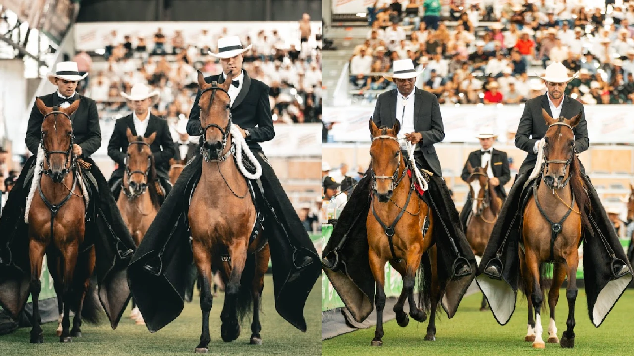 feria-expointernacional-equina-feria-flores-caballo-criollo-colombiano5