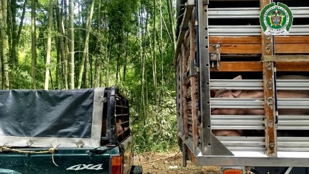 incautacion-frustan-robo-marranos-antioquia