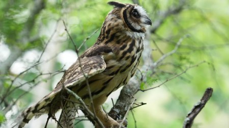 liberacion-animales-silvestres-occidente-antioquia