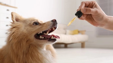 Tratamientos alternativos mejoran la calidad de vida de mascotas con dolor crónico y ansiedad Mascotas