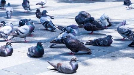 plan-integral-de-atención-a-palomas-en-Envigado