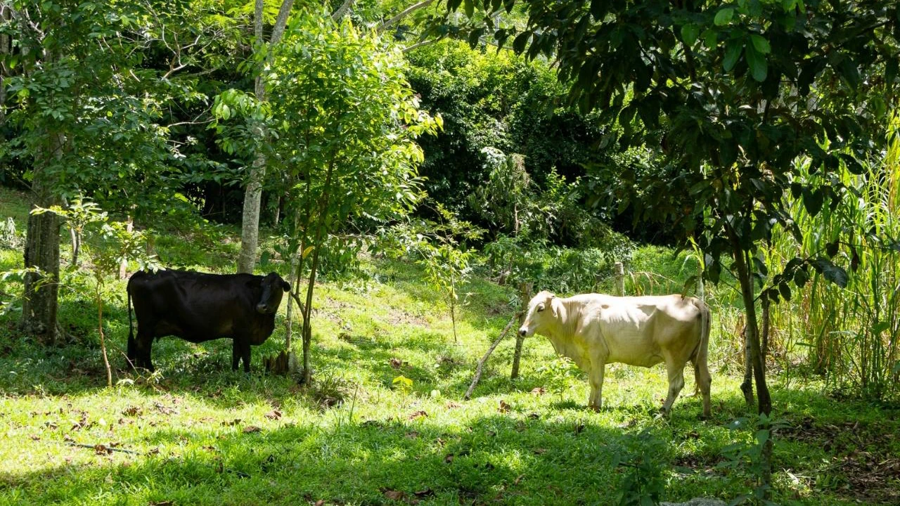 procesos-resturativos-ganaderia-cornare-oriente-antioquia