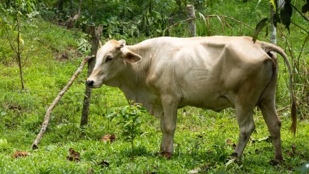 Cornare impulsa ganadería regenerativa y duplica capacidad productiva en el Oriente Antioqueño procesos-resturativos-ganaderia-cornare-oriente-antioquia1