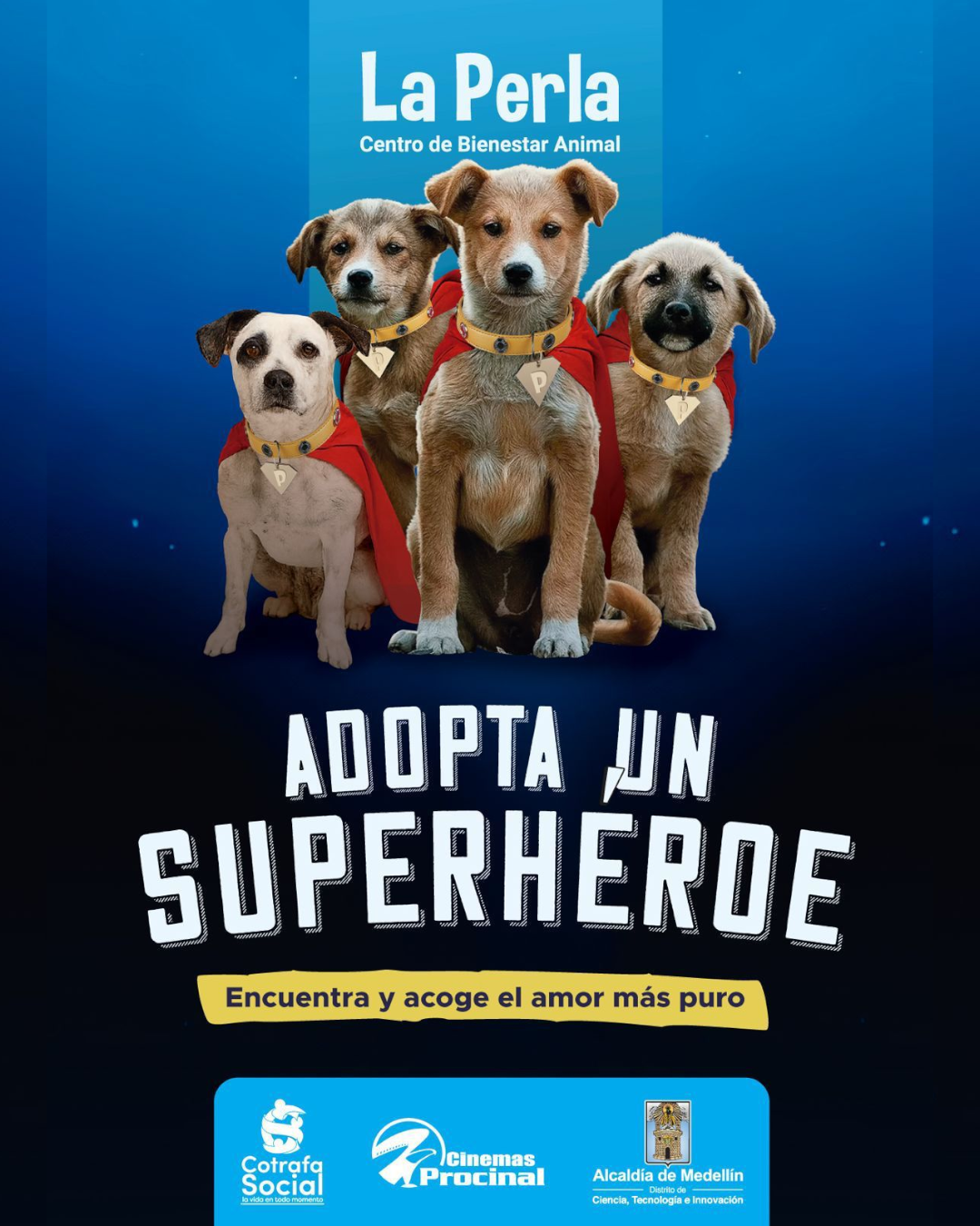 jornada-adopcion-perritos