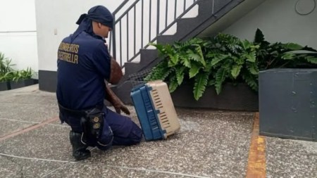 Bomberos rescataron una zarigüeya que ingresó a un motel en La Estrella