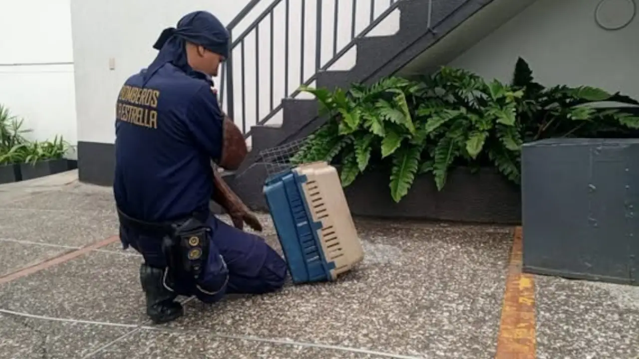 Bomberos rescataron una zarigüeya que ingresó a un motel en La Estrella