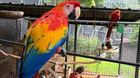 Nueve aves silvestres que estaban en cautiverio son rescatadas en Copacabana