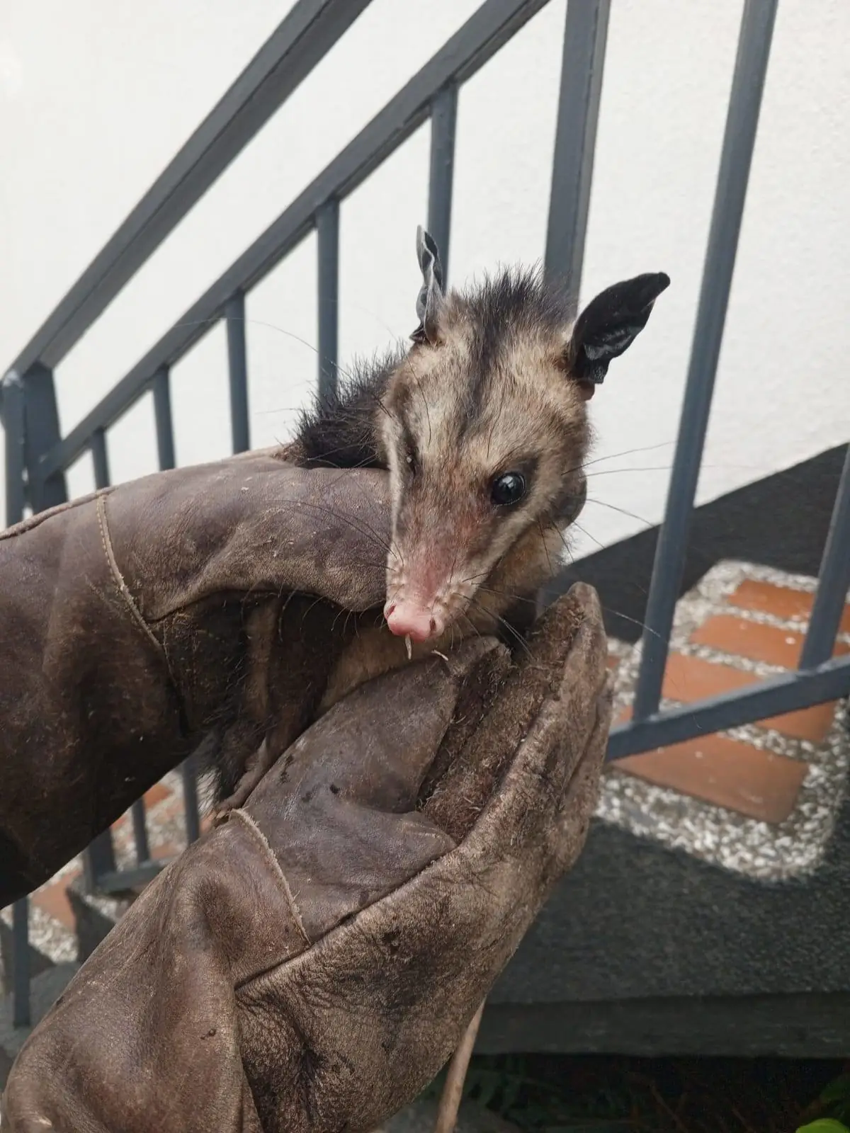 Bomberos rescataron una zarigüeya que ingresó a un motel en La Estrella