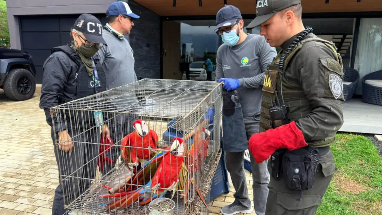 Nueve aves silvestres que estaban en cautiverio son rescatadas en Copacabana