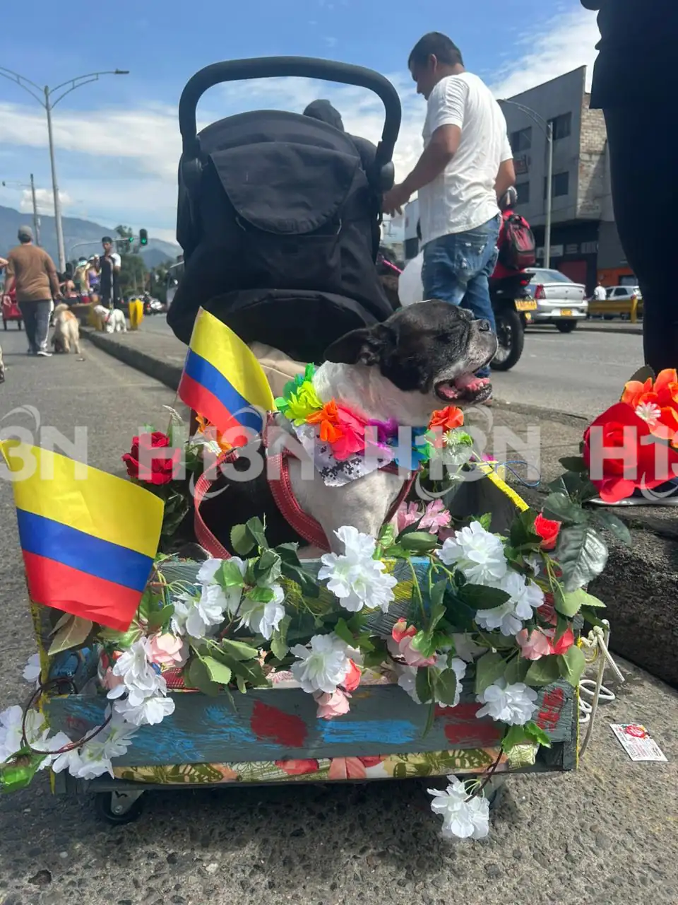Miles de patitas recorrieron Medellín en la Caminata Canina de la Feria de las Flores