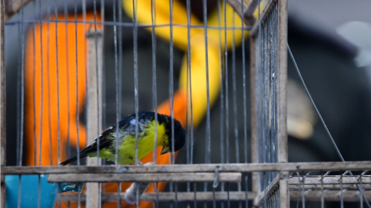 Rescatan 22 aves silvestres en cautiverio en el corregimiento de Belén Altavista