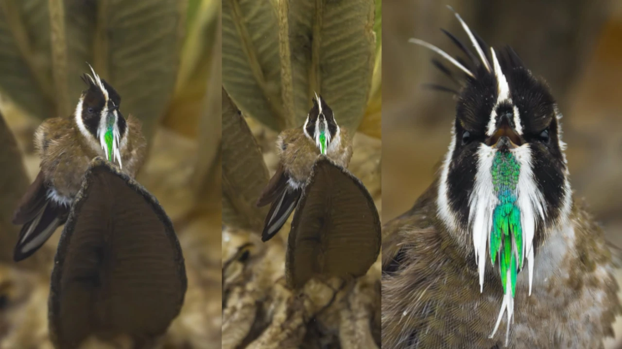 Barbudito-Paramuno-1