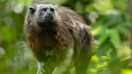 Más de 10 mil animales silvestres han vuelto a la libertad gracias a Corantioquia 