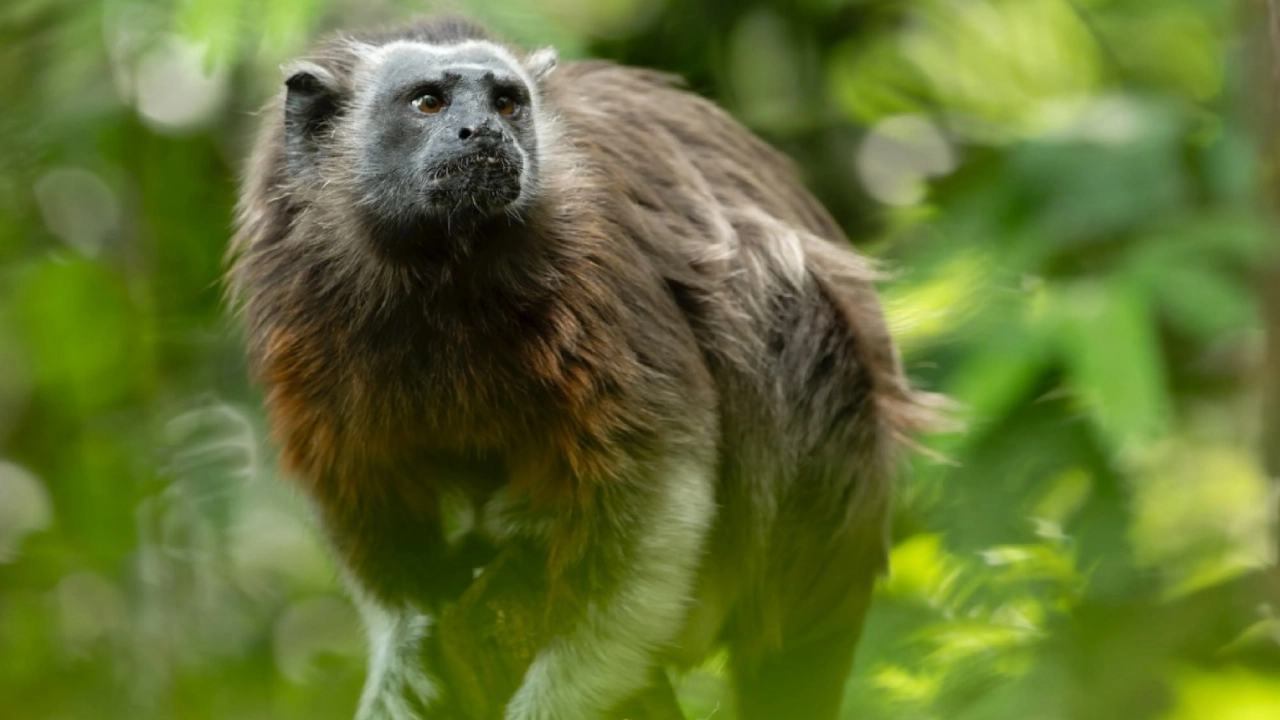 Más de 10 mil animales silvestres han vuelto a la libertad gracias a Corantioquia 