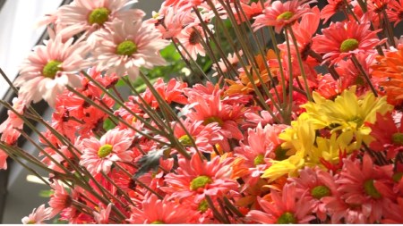 Fincas silleteras, un plan imperdible en Feria para vivir entre pétalos y pasión la herencia antioqueña