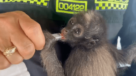 Refuerzan vigilancia en Antioquia para proteger la biodiversidad en Semana Santa