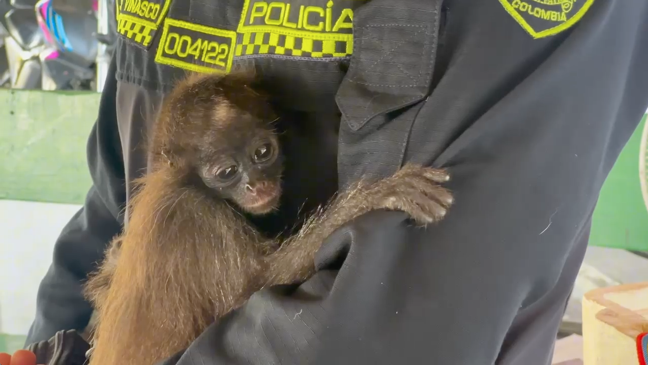 marimonda-trafico-de-fauna