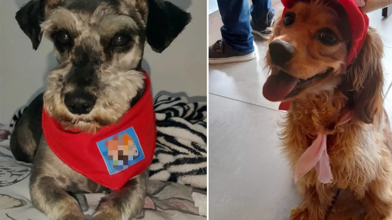 Condenan a dos responsables por muertes de dos perritos en tiendas de mascotas
