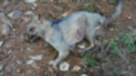 Indignación por posible envenenamiento masivo de fauna silvestre en zona rural de Guarne Indignación por posible envenenamiento masivo de fauna silvestre en zona rural de Guarne