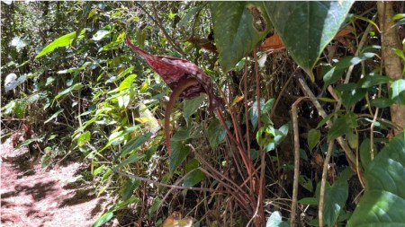 incendios-forestales-en-medellin