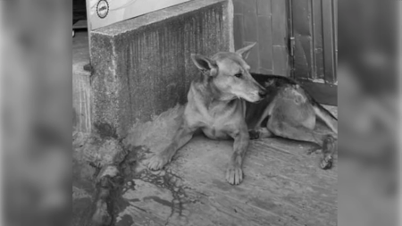 Indignación en Pereira: un hombre disparó contra un perrito callejero porque le habría ladrado Perrito-Pereira