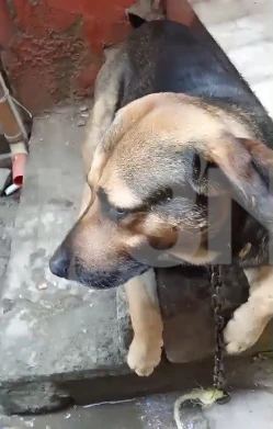 Perrito Santo Domingo 1