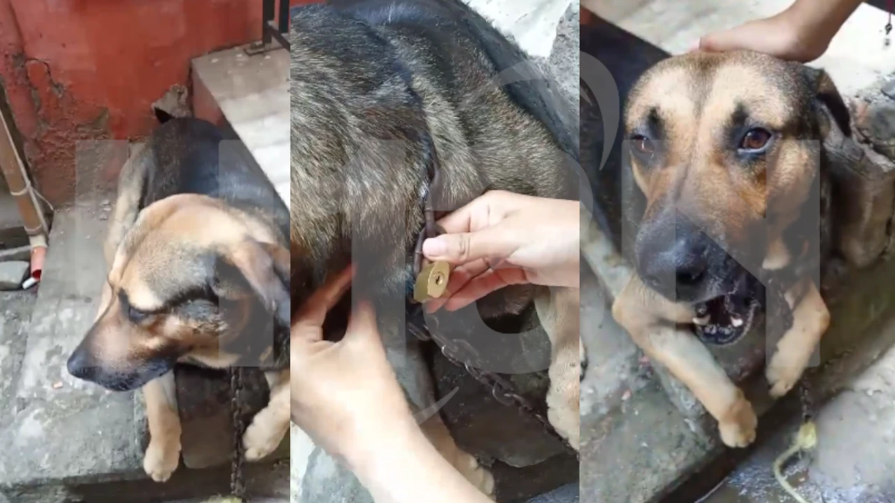 Perrito-Santo-Domingo