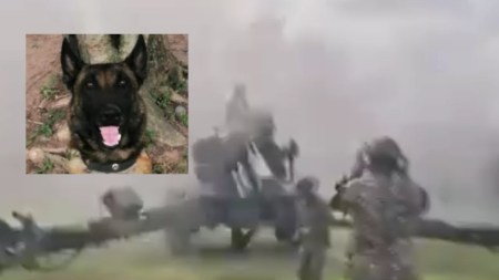 Perritos Ejercito Muertos Amalfi