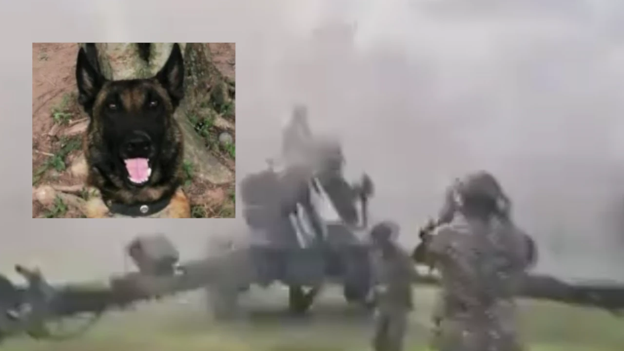 Perritos Ejercito Muertos Amalfi