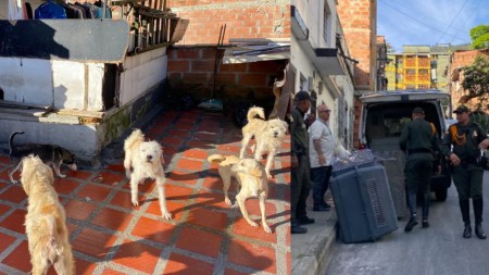 Perritos Rescatados Manrique