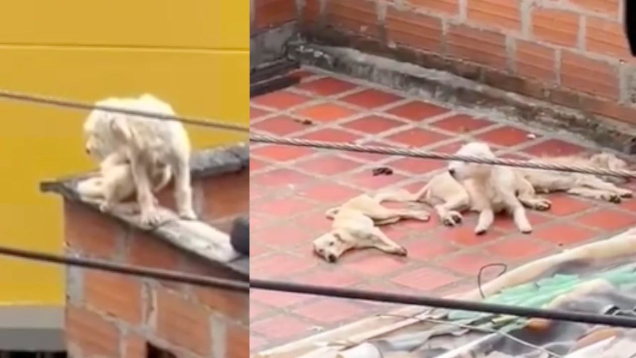 perritos estarían al sol y al agua en una terraza aguantando hambre