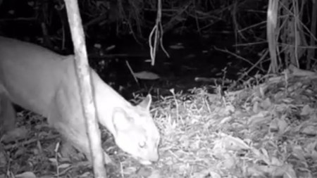 ¡Hermoso! Un puma quedó grabado por primera vez en los bosques de Itagüí
