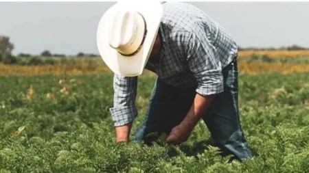 El sector agropecuario continúa consolidándose como uno de los principales motores de empleo en Colombia