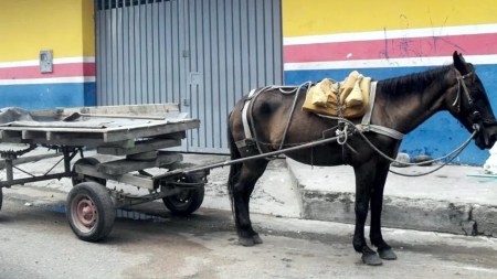 animales-colombia-siguen-usando-vehiculos-transiccion1
