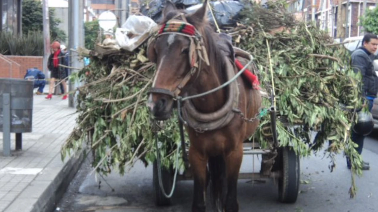 animales-colombia-siguen-usando-vehiculos-transiccion2