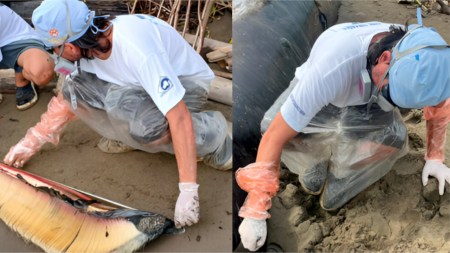 ¡Qué pesar! En desembocadura del río Turbo, se registró una ballena minke sin vida ballena-muerta-en-uraba