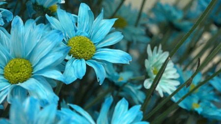 En Medellín hay muchas formas de vivir la Feria de las Flores, y el centro de la ciudad no se queda atrás