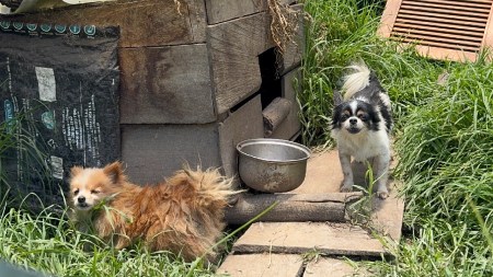 rescate-de-animales-perros