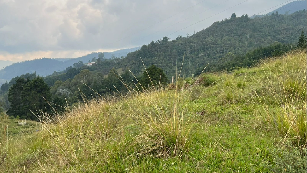 La-estrella-el-romeral