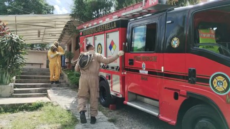 Bomberos controlaron panal de avispas en colegio de La Estrella
