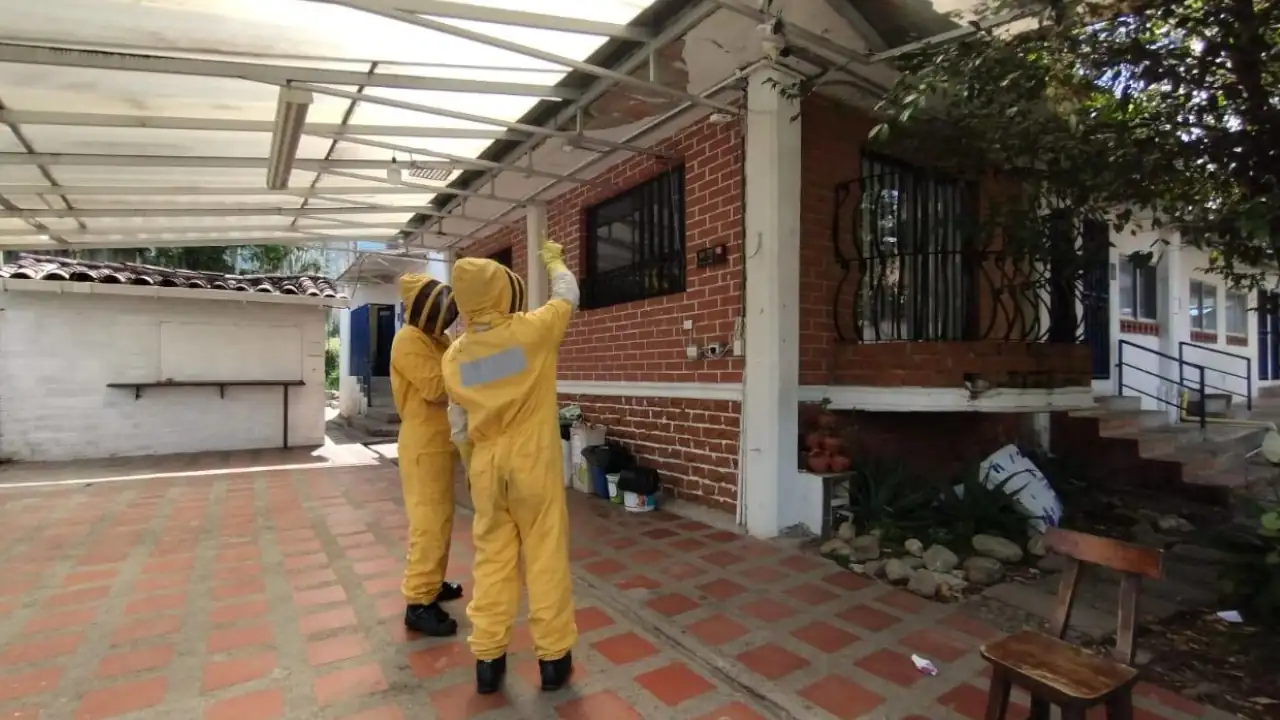 Bomberos controlaron panal de avispas en colegio de La Estrella